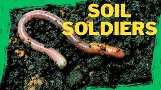 Natures Soil Soldiers