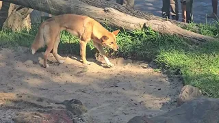 Australian Dingo. Campbelltown. 1