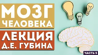 Лекция Д.Е. Губина «Мозг человека. Часть 5. Климакс: как перейти к здоровому долголетию?»