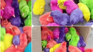 World Chickens, Colorful Chickens, Rainbows Chickens, Rabbits,Cute Animals🐥🐣 Chick's, #youtubeshorts