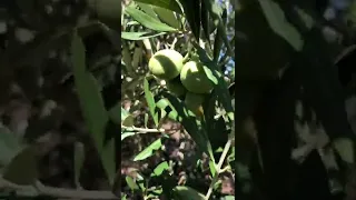 Punjabi Work Jaitun olive in Portugal