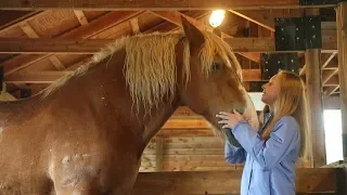 Hanging out with Goliath the Belgian draft horse