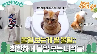 [#습속친구들] 😮볼일 보는걸 보자니 별 볼일이다;; 희한하게 볼일 보는 동물 친구들 모음! 😺🐶 #순간포착세상에이런일이 #WhatonEarth #SBSstory