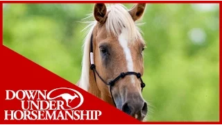 Clinton Anderson: Training a Rescue Horse, Part 2 - Downunder Horsemanship