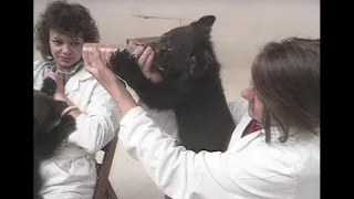 The Bear / L'ours (making of)