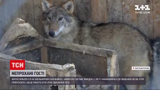 Вовки тримають у страху одразу кілька сіл Хмельницької області