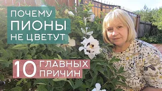 Почему не цветут пионы: 10 главных причин. Самые частые ошибки при посадке и уходе за пионами