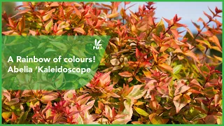 A Rainbow of colours! Abelia 'Kaleidoscope'