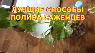 Лучшие способы полива саженцев