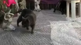 Перепуганные кошки