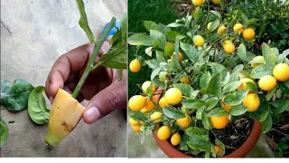 How To Grow Lemon Tree From Lemon Cutting In Banana Rooting Hormones ||A Methods Rooting In Water