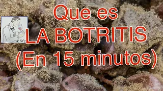 (71) Que es LA BOTRITIS (en 15 minutos)