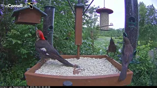 Red-bellied and Pileated Woodpeckers Claim Their Spot At The Feeders – Aug. 10, 2018