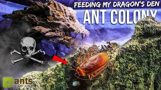 Millions of Ants Drag a Cockroach Into The Dragon's Mouth (Incredible Timelapse)