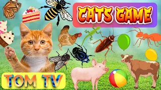 CAT GAMES TOM TV | Ultimate Cat TV Compilation Vol 16 | 3 HOURS | NO ADS  🐝🐞🦋🦎🦜🐜🐭🧵