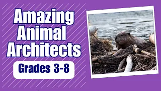 Amazing Animal Architects: Science Video for Kids