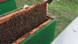 Martovski radovi na pčelinjaku, 16. 3. 2024.