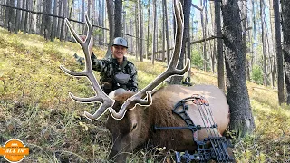 25 YARD SHOT!! Bow Hunting Public Land Elk In Montana