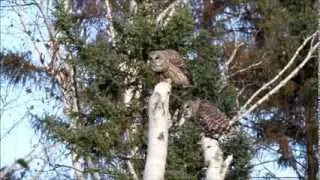 Barred Owl pair calling