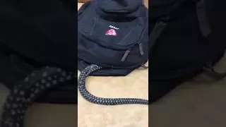Змея заползла ко мне в рюкзак, что делать ?