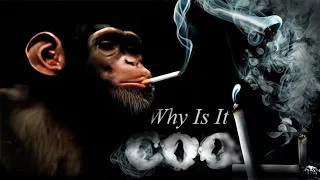 Why is it Cool to Smoke?