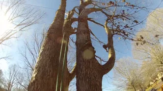 "Another White Oak Tree Removal" - Part 2