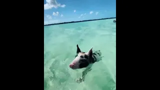 Swimming with pigs in Exuma 🐷💦Have you ever done this before!? @theswimmingpigs