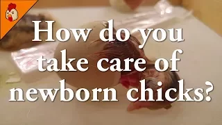 How do You Take Care of Newborn Chicks - Chick Care After Hatching