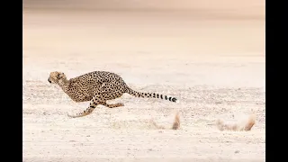 Cats of Kgalagadi