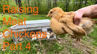 Raising Meat Chickens Part 4 | Cornish Cross vs Buff Orpington