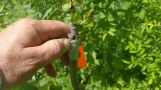 update to deer candy persimmon and investigating behind it