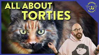 What is Tortitude? | Cat Daddy Dictionary