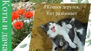 #Cмешные кошки приколы про кошек и котов 2017 (#Кошки дерутся.#Кот разнимает дерущихся кошек)