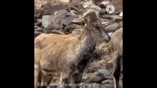 These Are Only 2 Predators Can Catch Mountain Goats, Let's See How to catch them 2024 Full HD 1080P