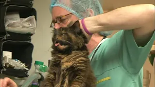 The angry cat sends the veto assistant to the hospital