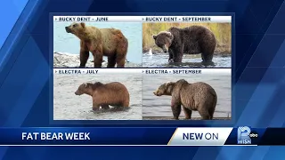 Fat bear week: Vote for the 2023 fattest bear