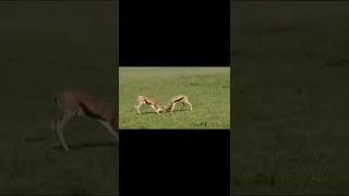 deers antlers stuck during fight