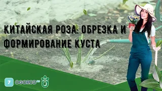 Китайская роза: обрезка и формирование куста