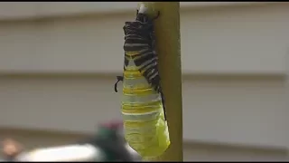 Monarch Caterpillar to Chrysalis Transformation