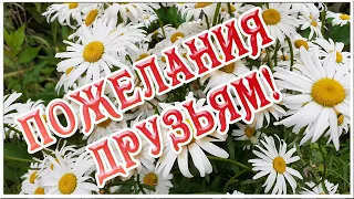 Для Вас Мои Друзья! Ловите Ромашки! Красивая Музыкальная Открытка С Пожеланиями!