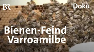 Starke Bienen gesucht: Kampf gegen die Varroamilbe | Zwischen Spessart und Karwendel | Doku | BR