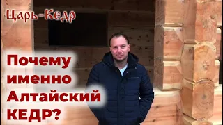 Как отличить кедр. Алтайский кедр и Сибирский кедр.