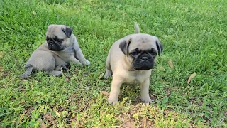 Pug Puppies. Penny's 6 week old litter. 4/29