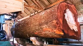 the best and most satisfying giant mahogany tree trunk