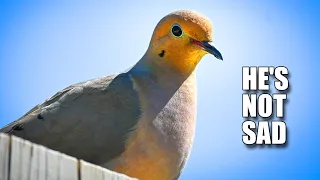 Mourning Dove Facts: their WINGS WHISTLE | Animal Fact Files