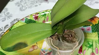 Обморожение листьев орхидеи как лечить...