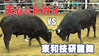 【徳之島　闘牛】東和技研龍舞vs天心トガイ