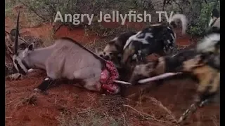 #2 UNCENSORED 18+ eaten ALIVE - guts out- Wild dogs feed on Oryx alive - Screaming - live feeding