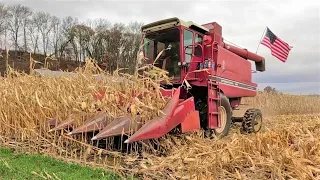 The First Red Combine on Our Farm! l Harvesting Corn on a Small Dairy Farm with International 1460!