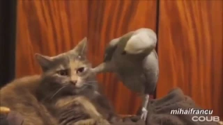 Кот боится попугая